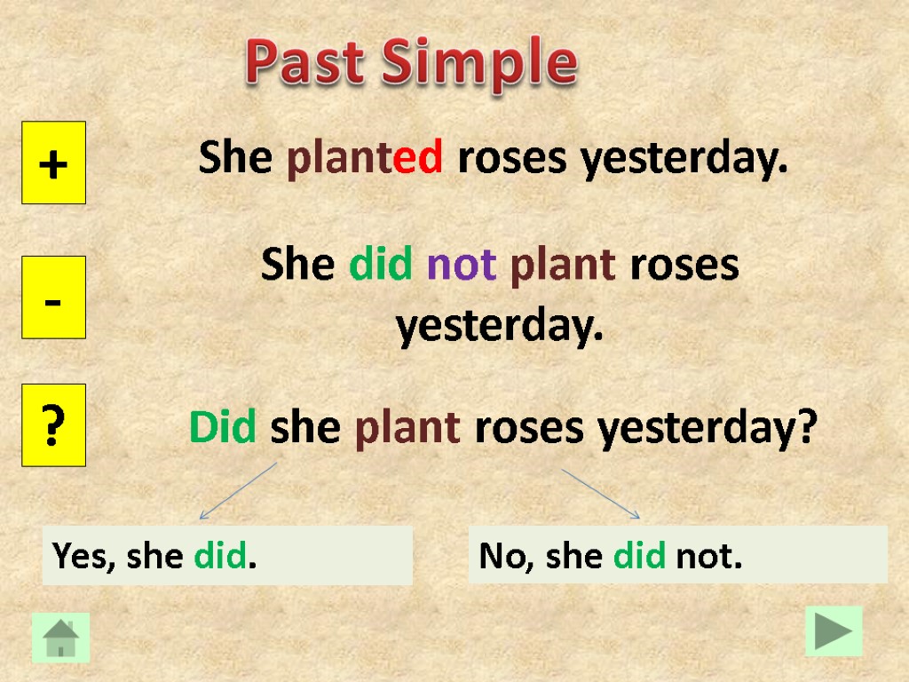 Past Simple She planted roses yesterday. + - ? She did not plant roses